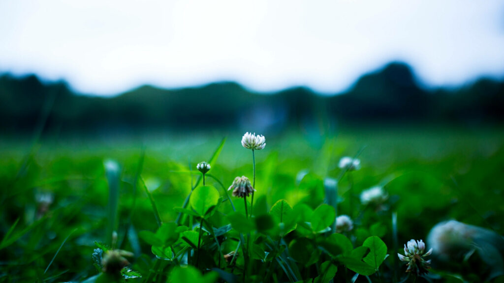 Nature's Delicate Beauty: Captivating White Clover Blossom amid Hazy Tree Silhouettes and Sky - Mesmerizing 4K Plant Desktop Wallpaper