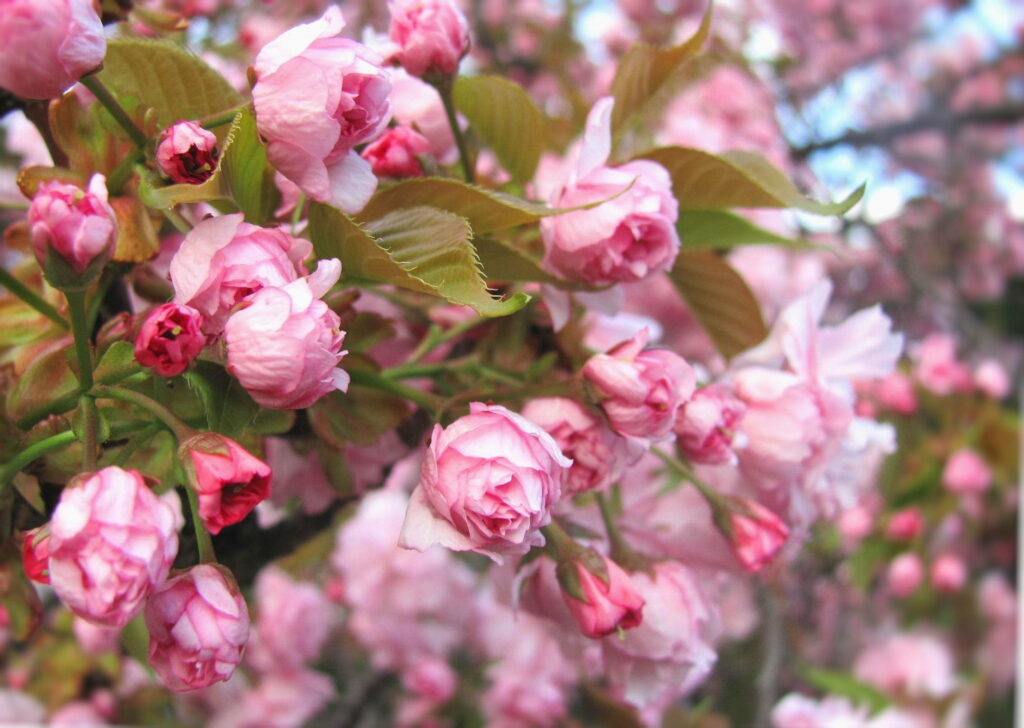 Nature's Pink Majesty: Exquisite Cherry Blossoms Bloom in Spring Wallpaper