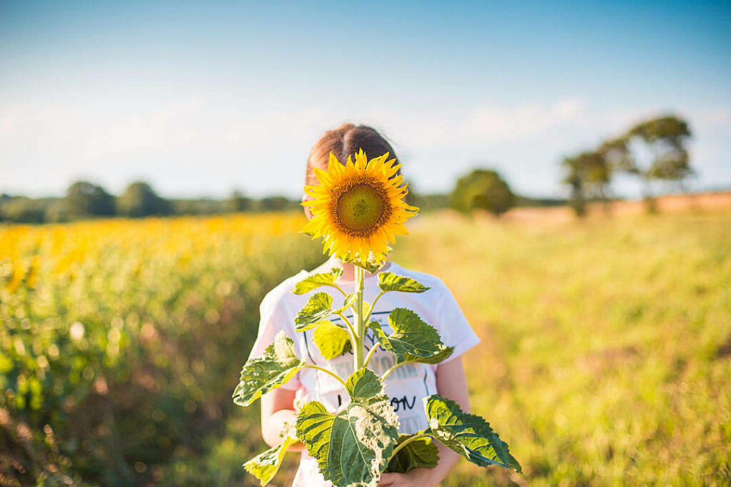Sunflower Serenity: Capturing the Beauty of Nature and Innocence Wallpaper