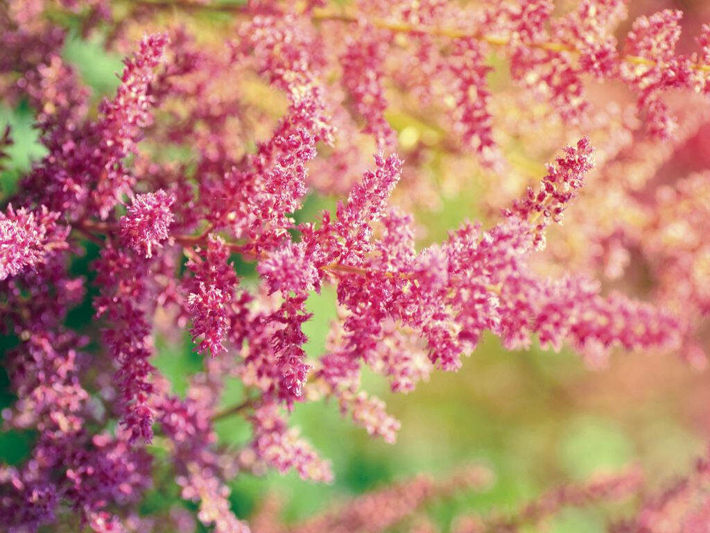 Springtime Elegance: Captivating Close-up of Vibrant Pink Butterfly Bush in Full Bloom for Your Desktop Background Wallpaper