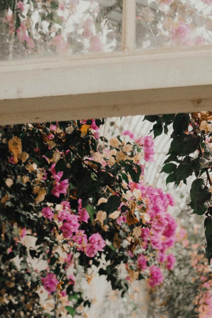 Through the Pane: A Vintage Aesthetic View of Pink Bougainvillea Wallpaper