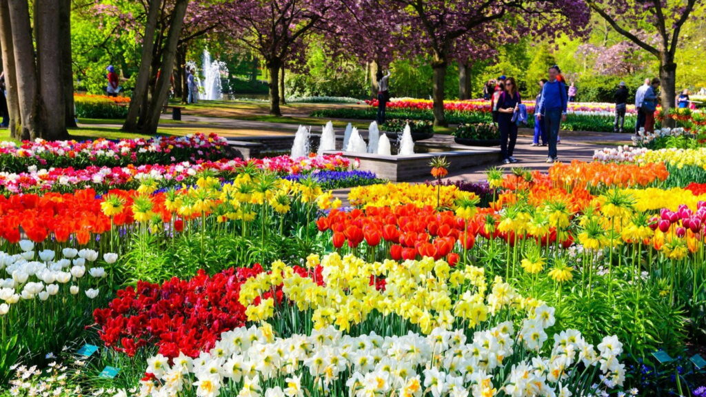 Blooming Splendor: A Vibrant Spring Oasis in HD Wallpaper