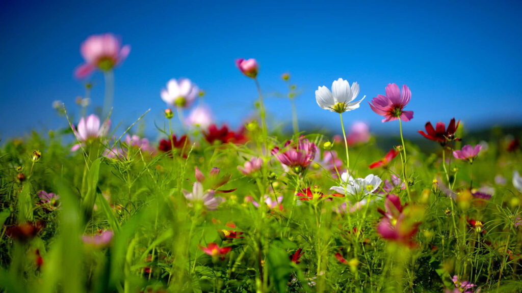 Blooming Paradise: A Mesmerizing Spring Desktop with a Heavenly Blue Sky and Enchanting Floral Bliss Wallpaper