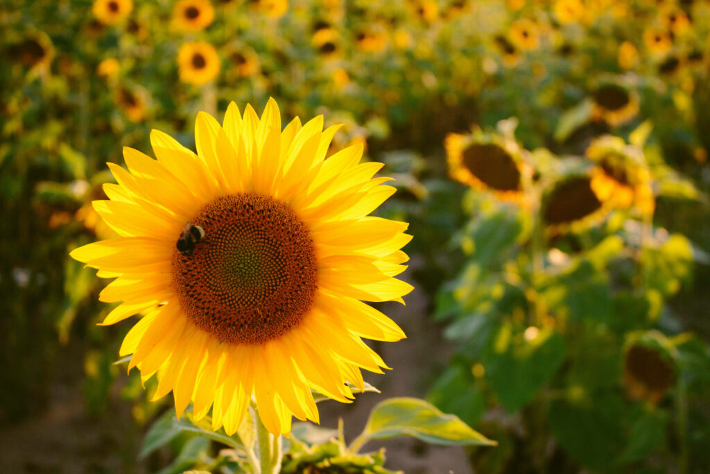 Bee's Sunflower Delight: Capturing Nature's Vibrant Brilliance in Mac 4k Wallpaper