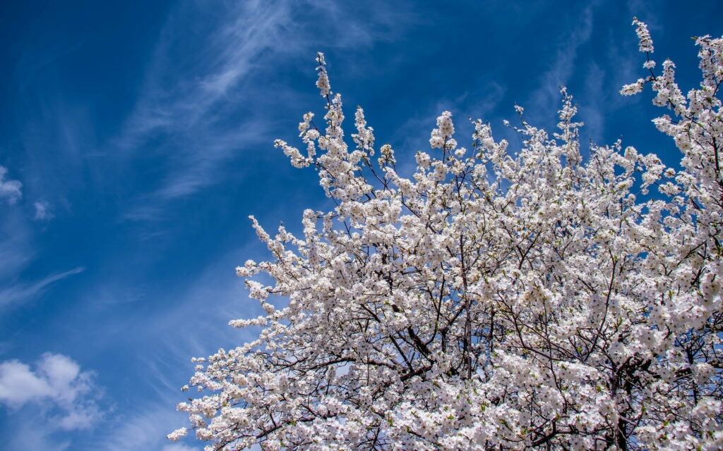 Blooming Majesty: A Blissful Spring Sky Adorned with Cherry Blossoms Wallpaper