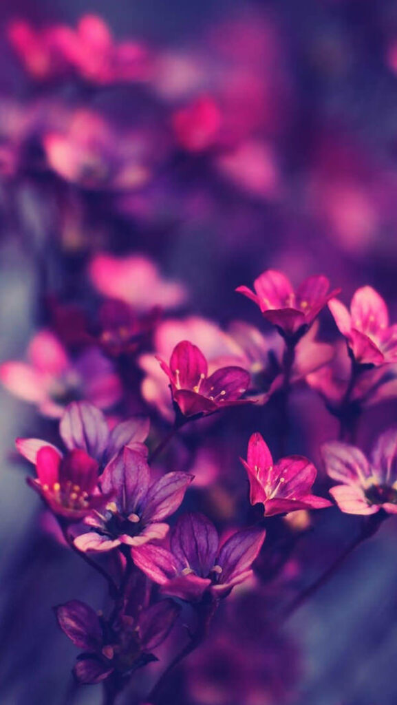 Blooming Beauty: Magenta Flowers WhatsApp Chat Wallpaper