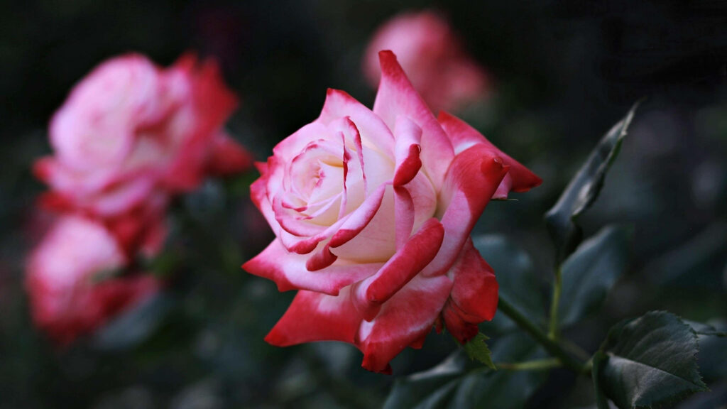 Petal Perfection: The Alluring 4K Gradient Pink Rose Wallpaper