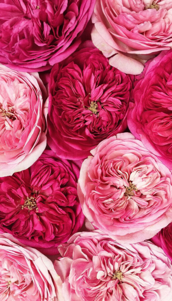 Blooming Beauty: Capturing Two-toned Pink Roses Up Close with Floral iPhone Background Wallpaper
