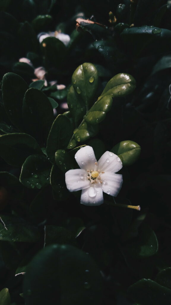 Spring's Blossoming Delight: Vibrant Floral Blooms Adorned with Lush Leaves - Captivating HD Phone Wallpaper Background