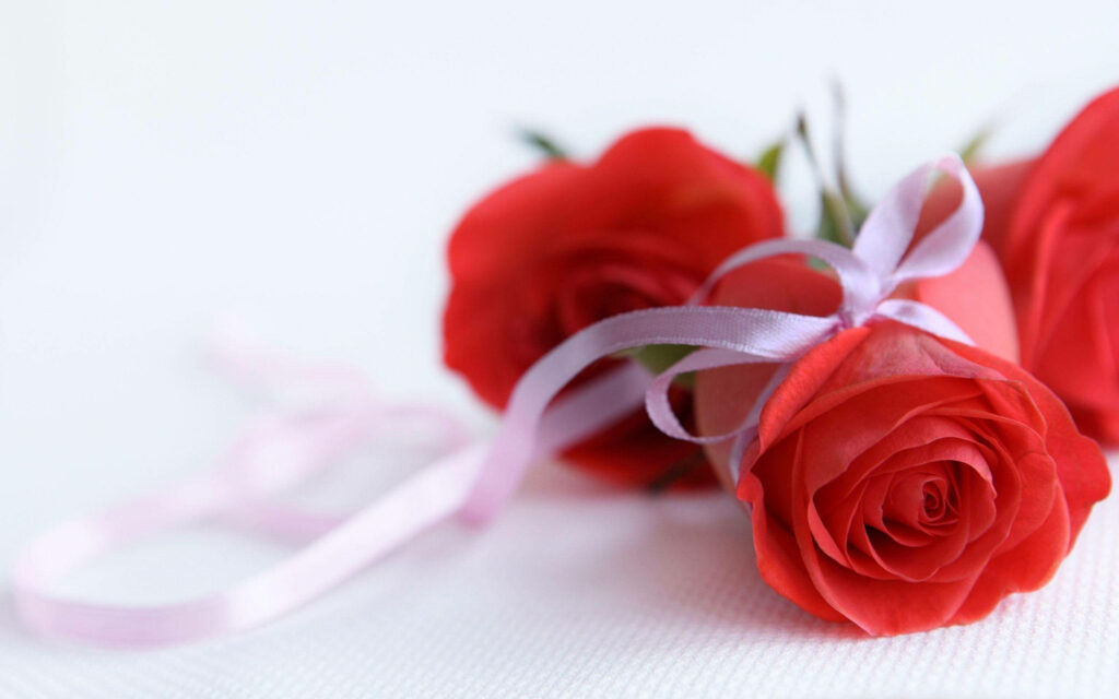 Blooming Triplets: Vibrant Red Roses with Delicate Pink Ribbon Blooms on a White Canvas Wallpaper