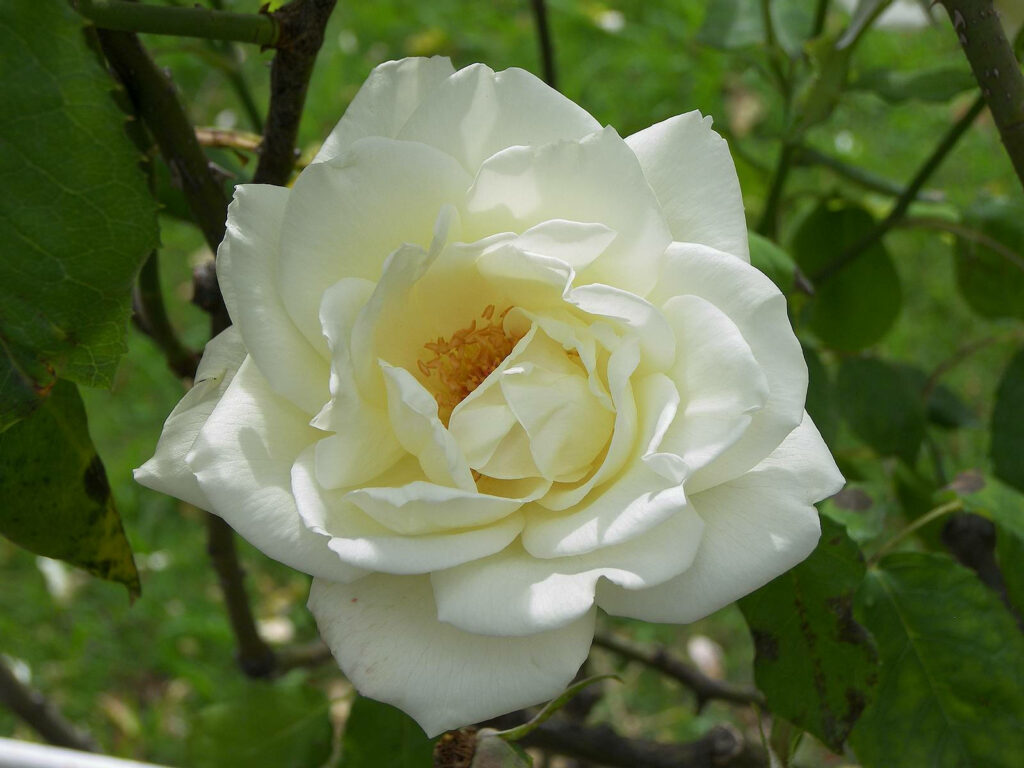 Blossoming Elegance: A Majestic White Rose Embracing a Leafy Backdrop Wallpaper