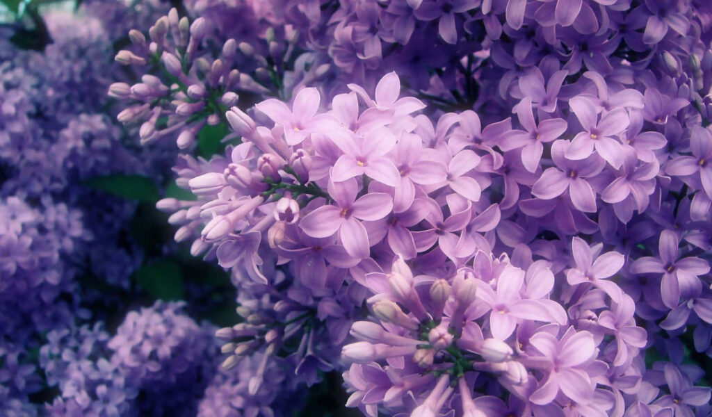 Lilac Bliss: A Captivating Tapestry of Delicate Blooms and Budding Wonder Wallpaper