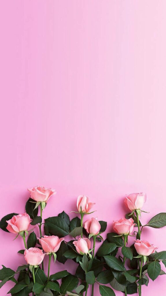 Blooming Beauty: Captivating Pink Rose Blossoms on a Blush Pink Wallpaper