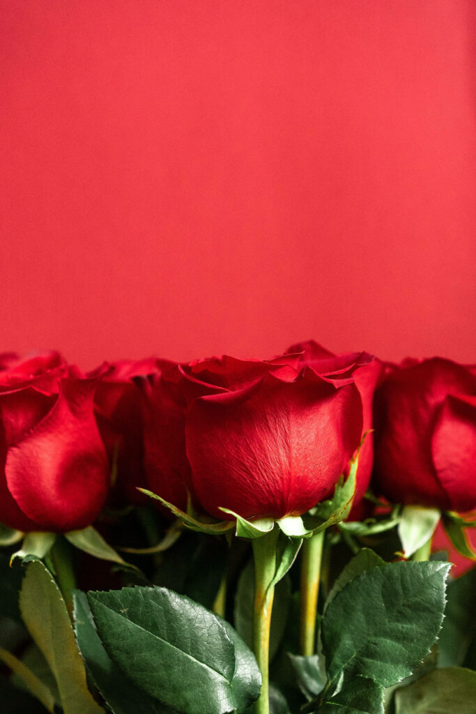 Scarlet Splendor: Immersive Floral Beauty of Vibrant Red Roses Against a Lush Crimson Canvas Wallpaper
