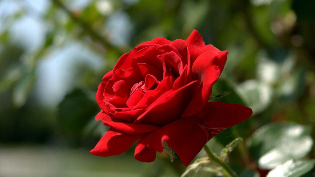 Blooming Elegance: Captivating Rose Desktop Wallpaper in 1920 X 1080 resolution