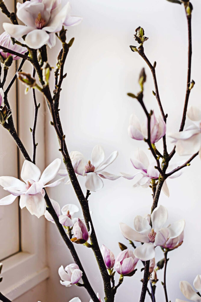 Delicate Beauty: Captivating Magnolia Blossoms Enhancing Indoor Decor with White Elegance Wallpaper