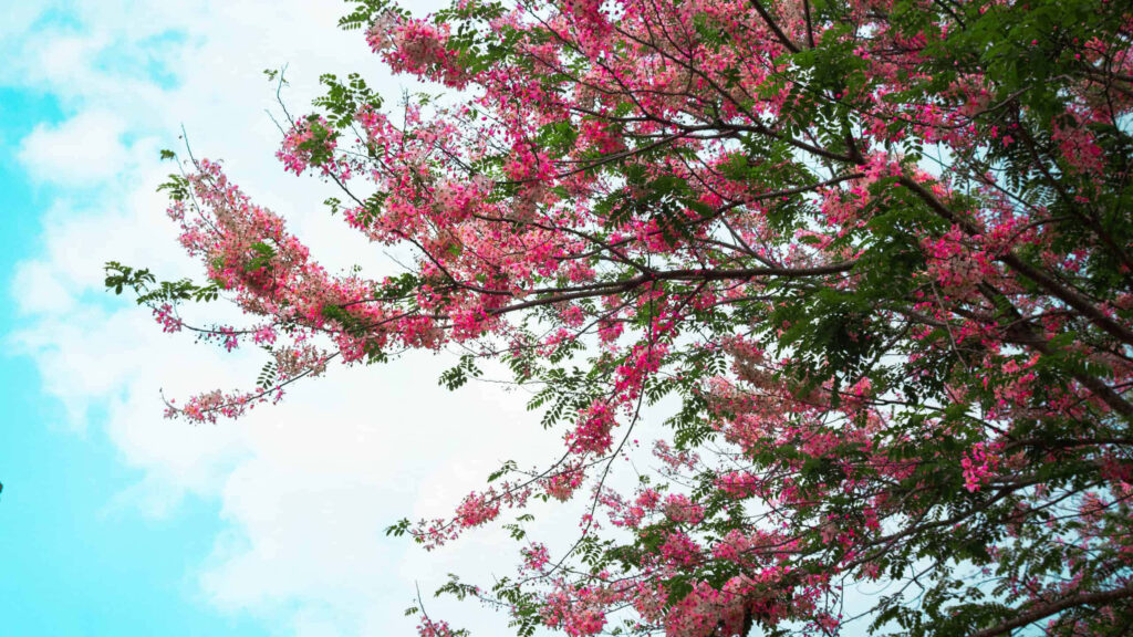 Springtime Wallpaper: Vibrant Pink Flower Tree Against Blue Sky