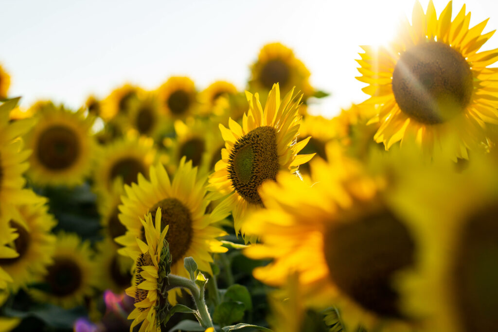 Blossoming Beauty: A Radiant Sunflower and Rose Garden Wallpaper