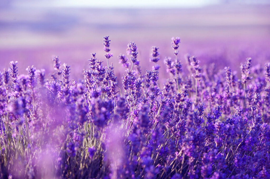 Serene Lavender Field Wallpaper for a Peaceful Digital Background