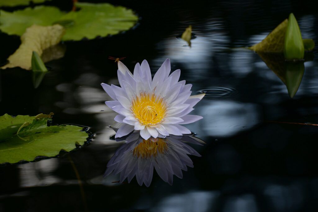 Serene Lotus Flower Wallpaper: Tranquil Pond Scene Background