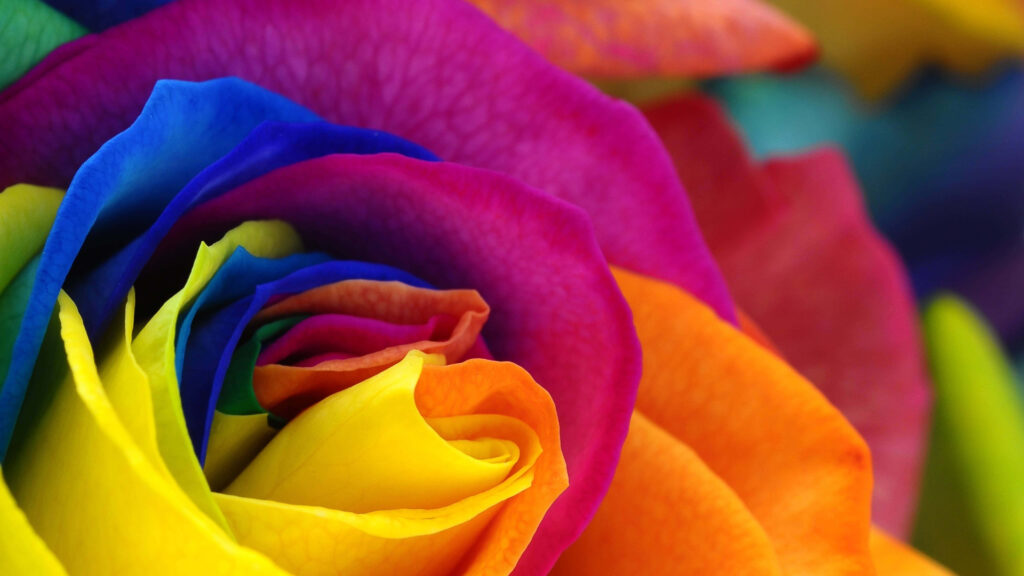 Blooming Love: A Stunning Valentines Day Roses Showcase Wallpaper