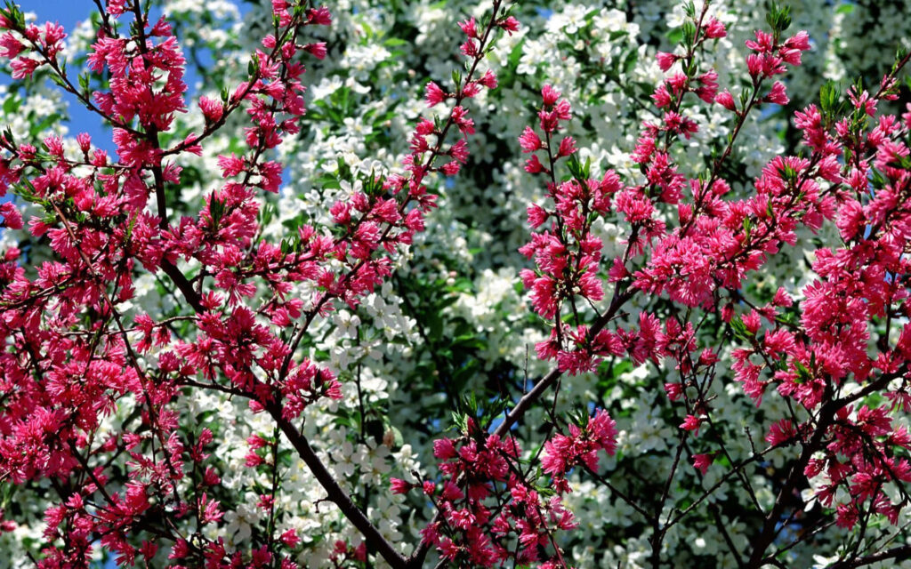 Enchanting Floral Paradise: Vibrant Tulips and Daisies Bring Spring Awakening to your Desktop Wallpaper