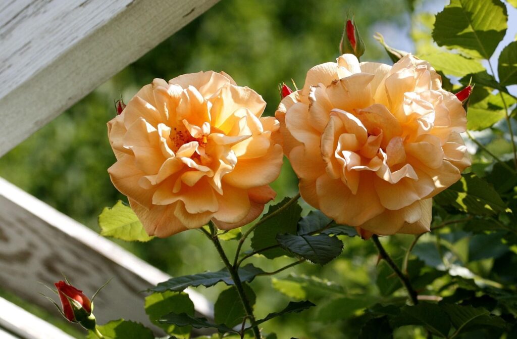 Blooming Peach Roses in Lush Green Garden Background Wallpaper