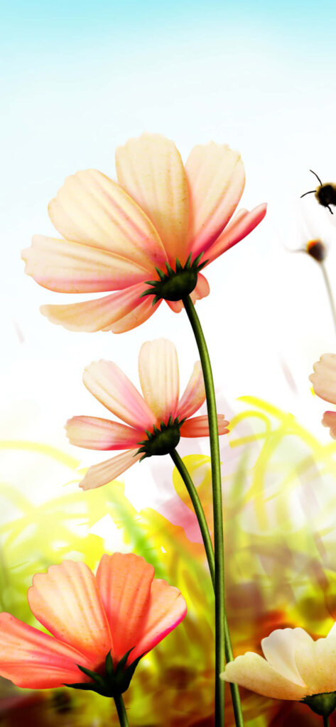 Blooming Pink Daisies iPhone Wallpaper - Fresh Spring Background