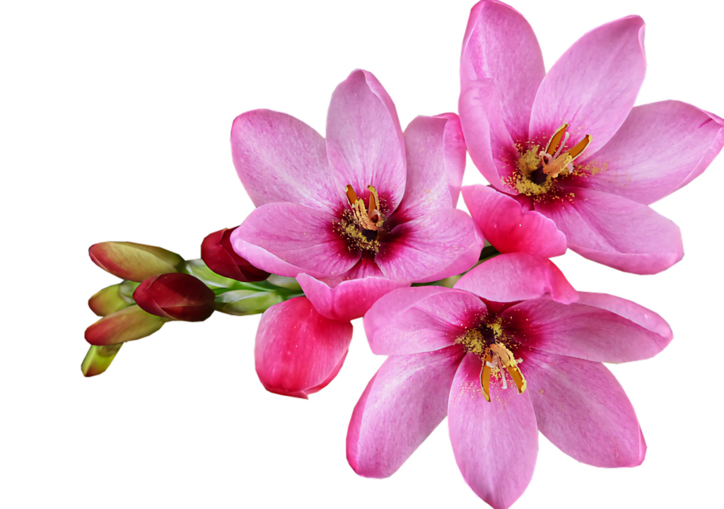 Pink Blooming Flowers Wallpaper on Transparent Background