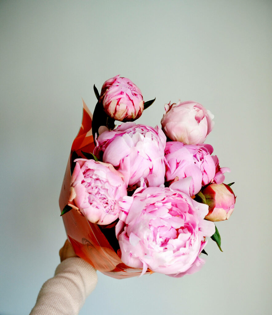 Blooming Pink Peonies Wallpaper: Vibrant Floral Background Design
