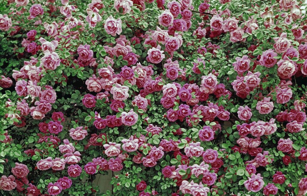 Vibrant Pink Roses Wallpaper - Captivating Floral Background