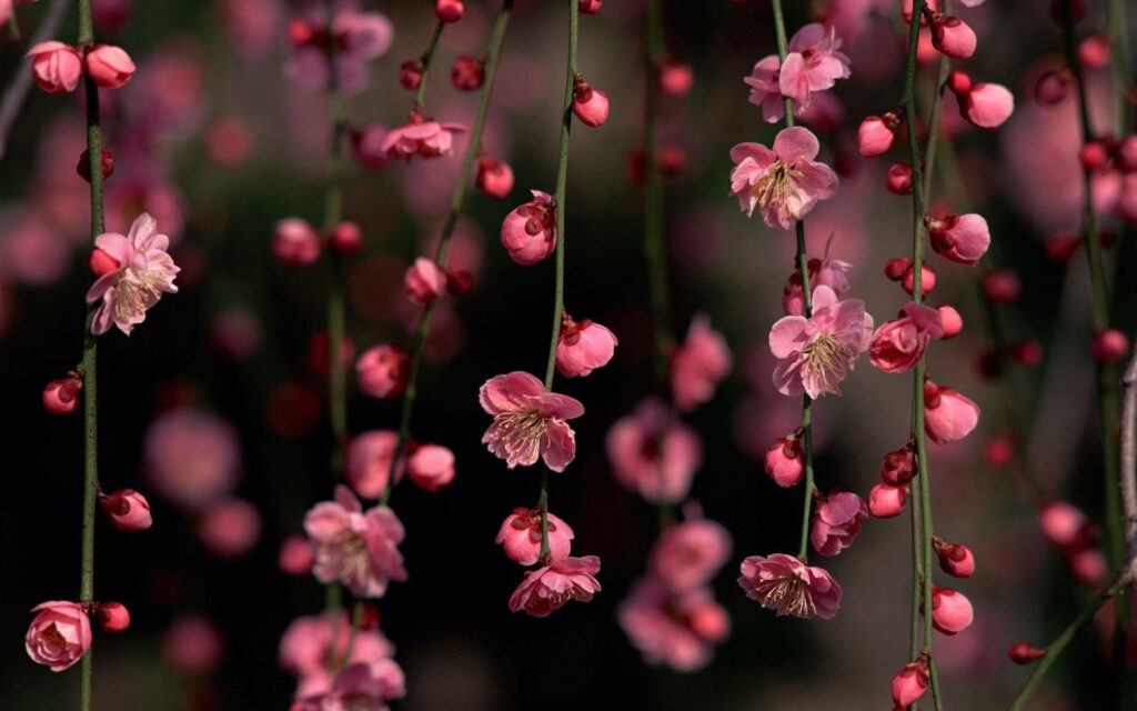 Blossoming Beauty: Captivating Plum Blossom Wallpaper Depicting Nature's Flourishing Elegance