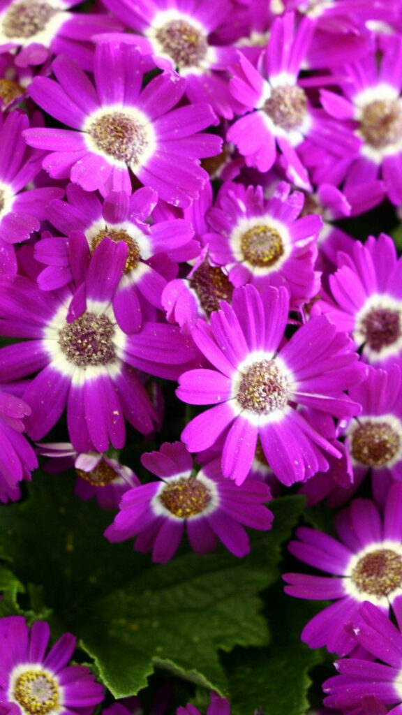 Vibrant Purple Flower Wallpaper for Your iPhone Screen