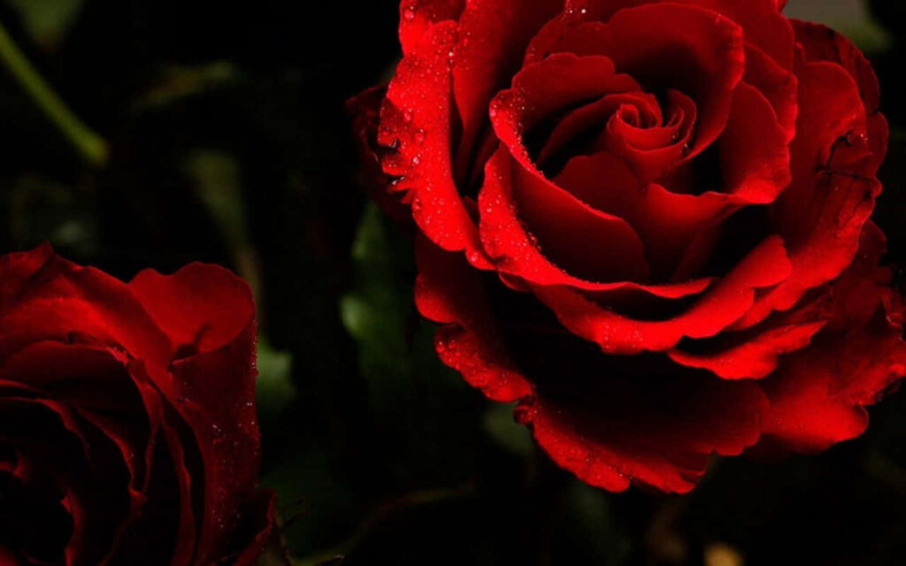 Stunning Red Roses Wallpaper: Vibrant Petals & Dewdrops on Dark Background