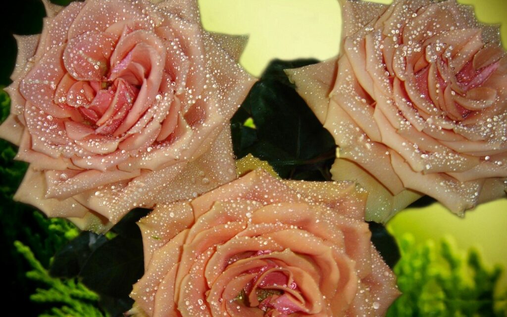 Blooming Roses with Dew Drops - Fresh Floral Wallpaper Background