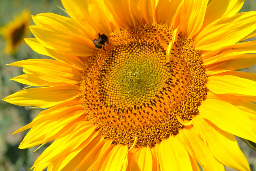 Blooming Beauty: Capturing the Delicate Elegance of a Sunflower with a Buzzing Bee Wallpaper