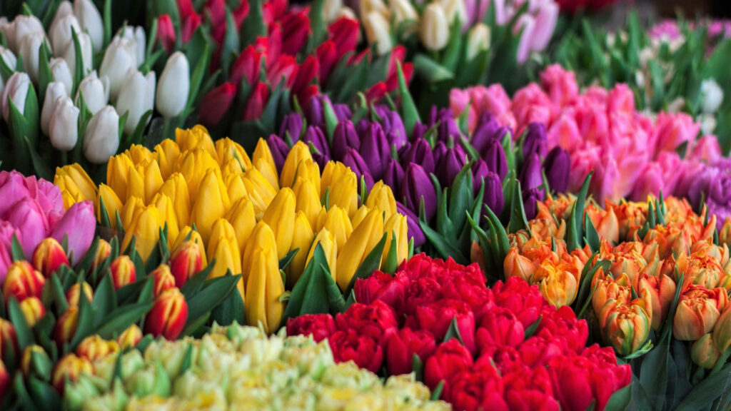 Breathtaking Beauty: Vibrant Tulip Bouquets Blossom in Captivating Shallow Focus - Full 4k Desktop Wallpaper