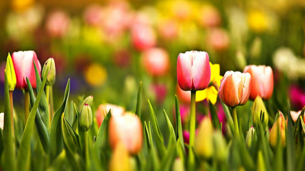 Vibrant Blossoms: A Charming Spring Field Brimming with Gorgeous Tulips Wallpaper