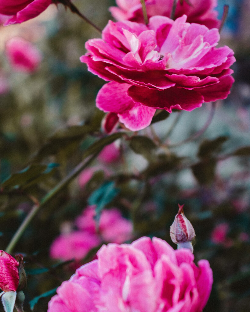 Vibrant Botanical Beauty: Captivating Pink Roses Amidst Lush Greenery - Exquisite Tumblr Flower Backdrop Wallpaper