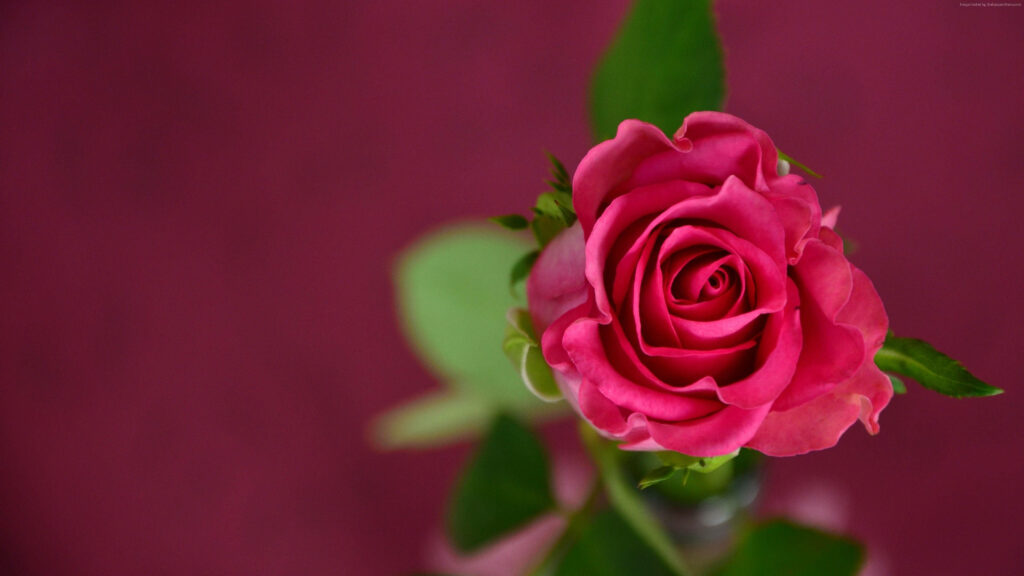 A Mesmerizing Scarlet Beauty: 4k Floral Wallpaper – Vibrant Red Rose and Lush Greenery on a Scarlet Canvas
