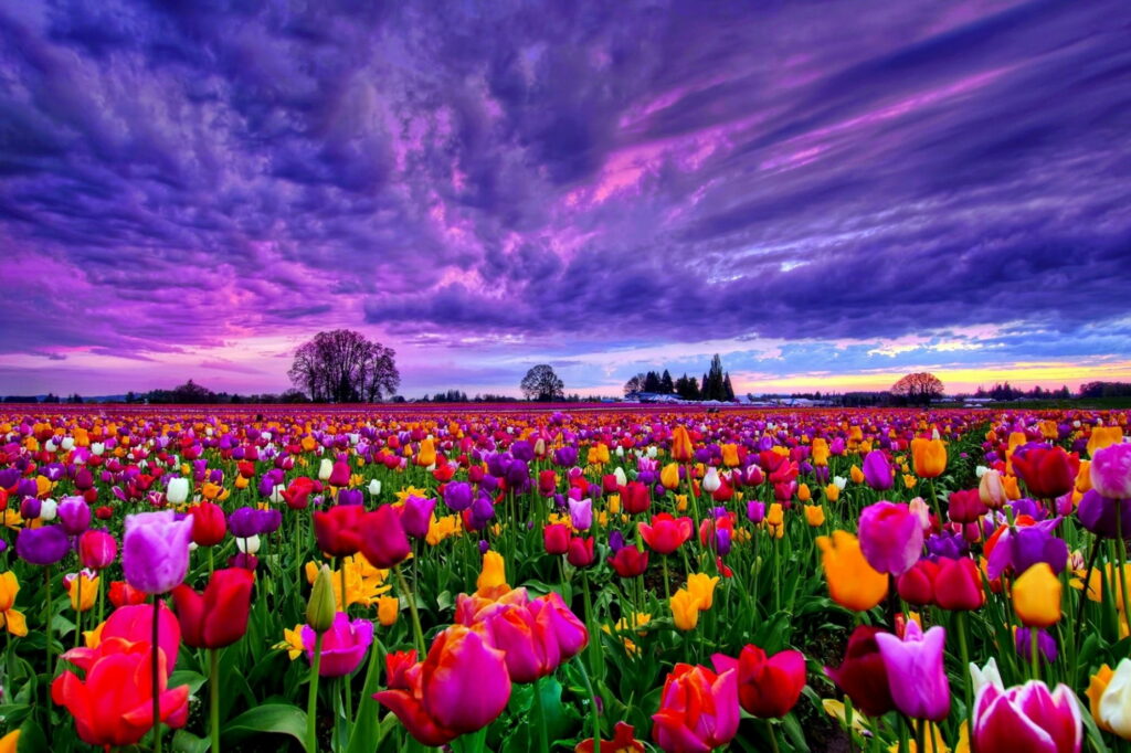 Bursting Blooms: A Mesmerizing Spring Field of Vibrant Tulips Wallpaper