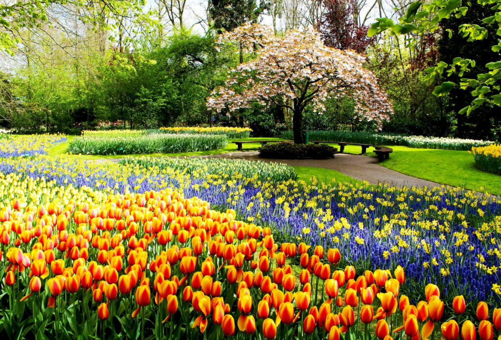 A Spring Stroll Through Keukenhof: A Beautiful Floral Haven in Holland Wallpaper