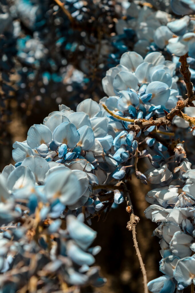 Spring Splendor: Blooming Blue Flowers on Branch, Perfect HD Phone Wallpaper