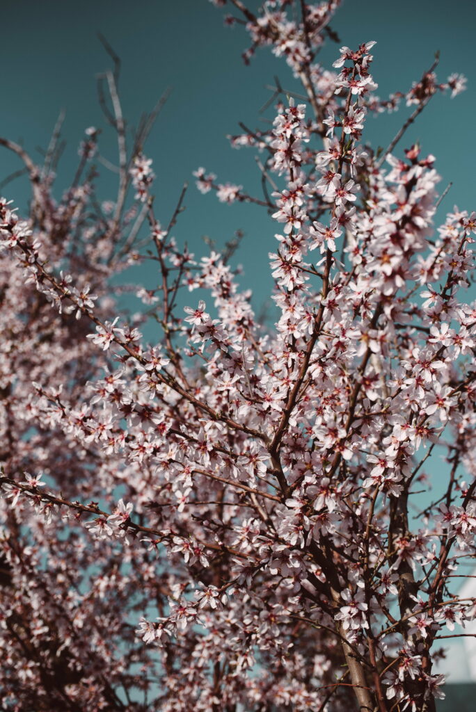 Blooming Branches under Spring Sky: A Captivating HD Phone Wallpaper featuring Flowers