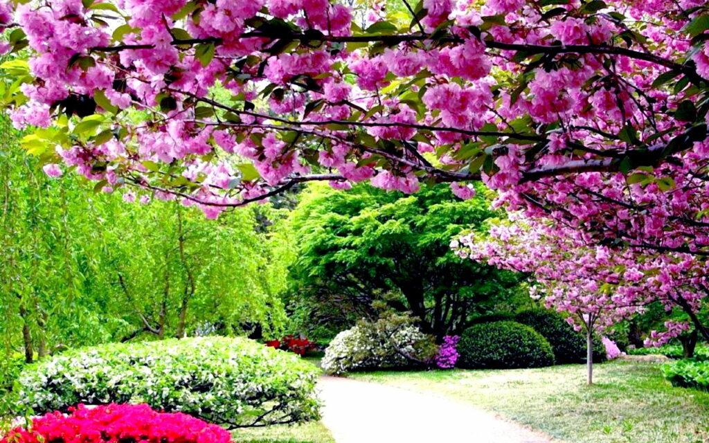 Blooming Tranquility: Exploring the Blossoms of Spring Park - QHD Wallpaper Background