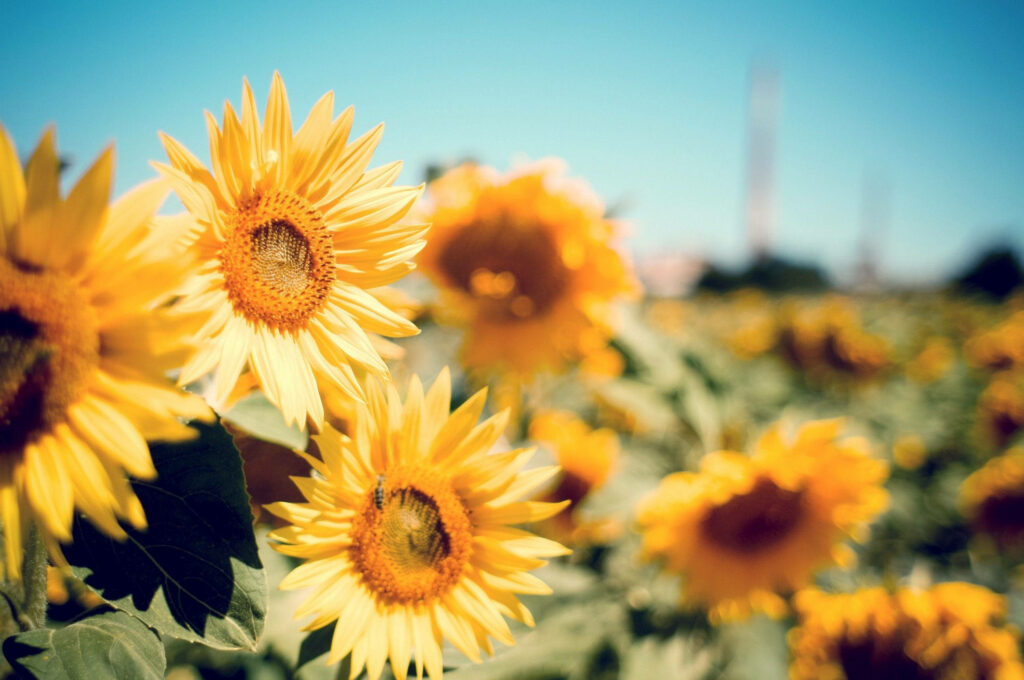 Sunny Sunflower Bliss: Aesthetic Chromebook Background Courtesy of a Blooming Field Wallpaper