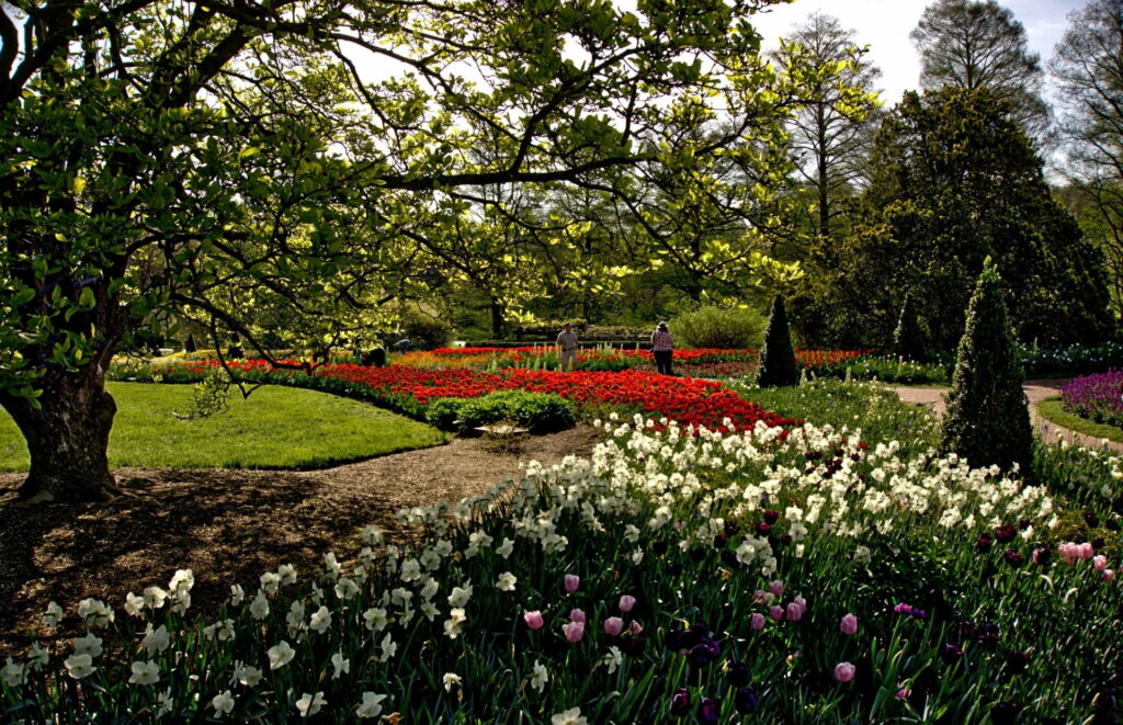 Breathtaking Spring Blooms at Longwood Gardens: Vibrant Tulips and Daffodils Transform this Pennsylvania Park into a Kaleidoscope of Colors - Stunning HD Wallpaper Background