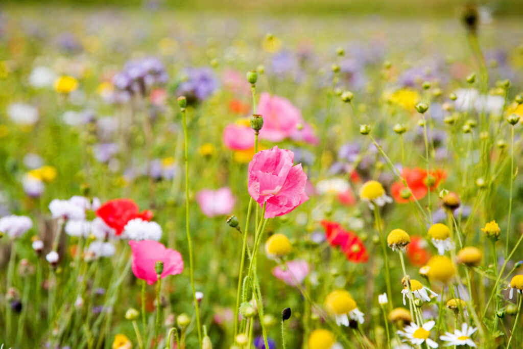 Springtime Splendor: Breathtaking Bunga Blooms Set the Scene Wallpaper