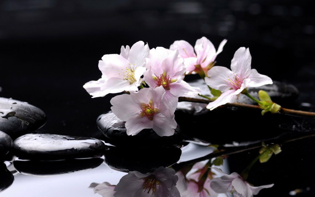 Serenity Stones and Cherry Blossoms: A Tranquil Spa Retreat Wallpaper