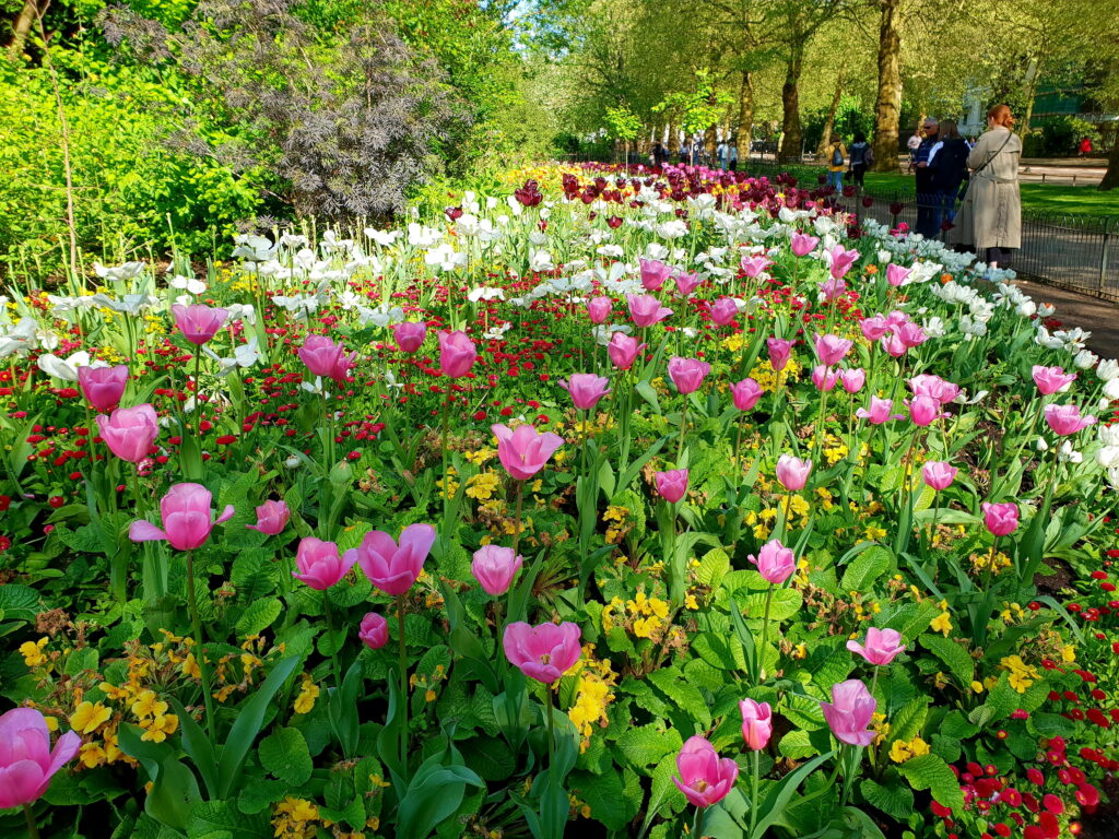 Blooming Haven: Immerse in the Serene Splendor of Tulipan Park Wallpaper
